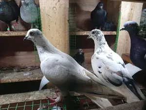 Pigeon for Sale