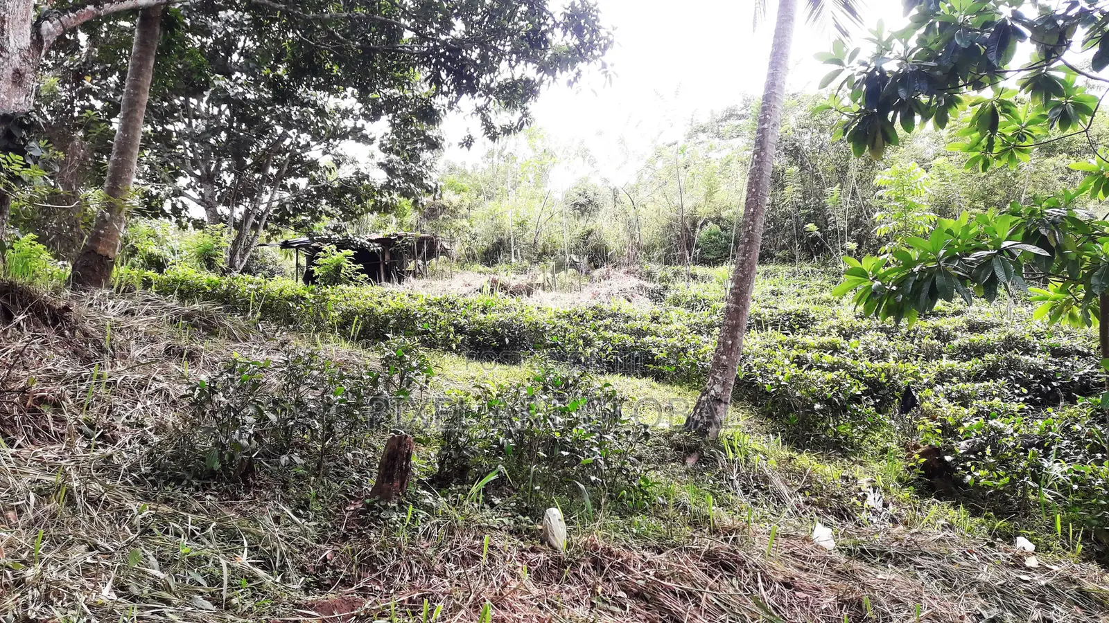 Land for Sale Ethgala Gampola