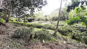 Land for Sale Ethgala Gampola
