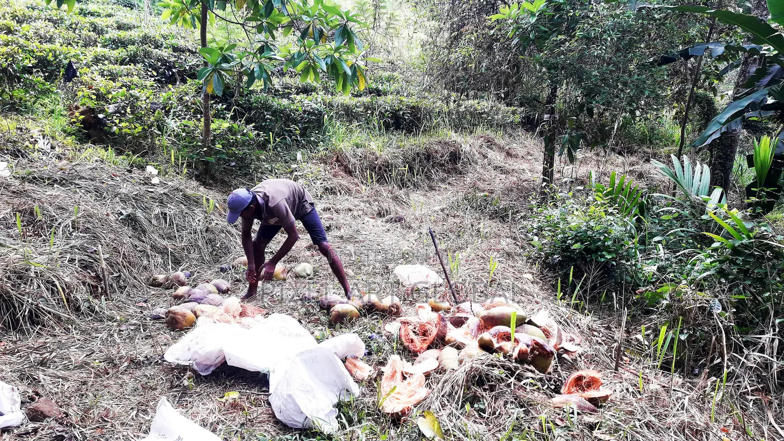 Land for Sale Ethgala Gampola