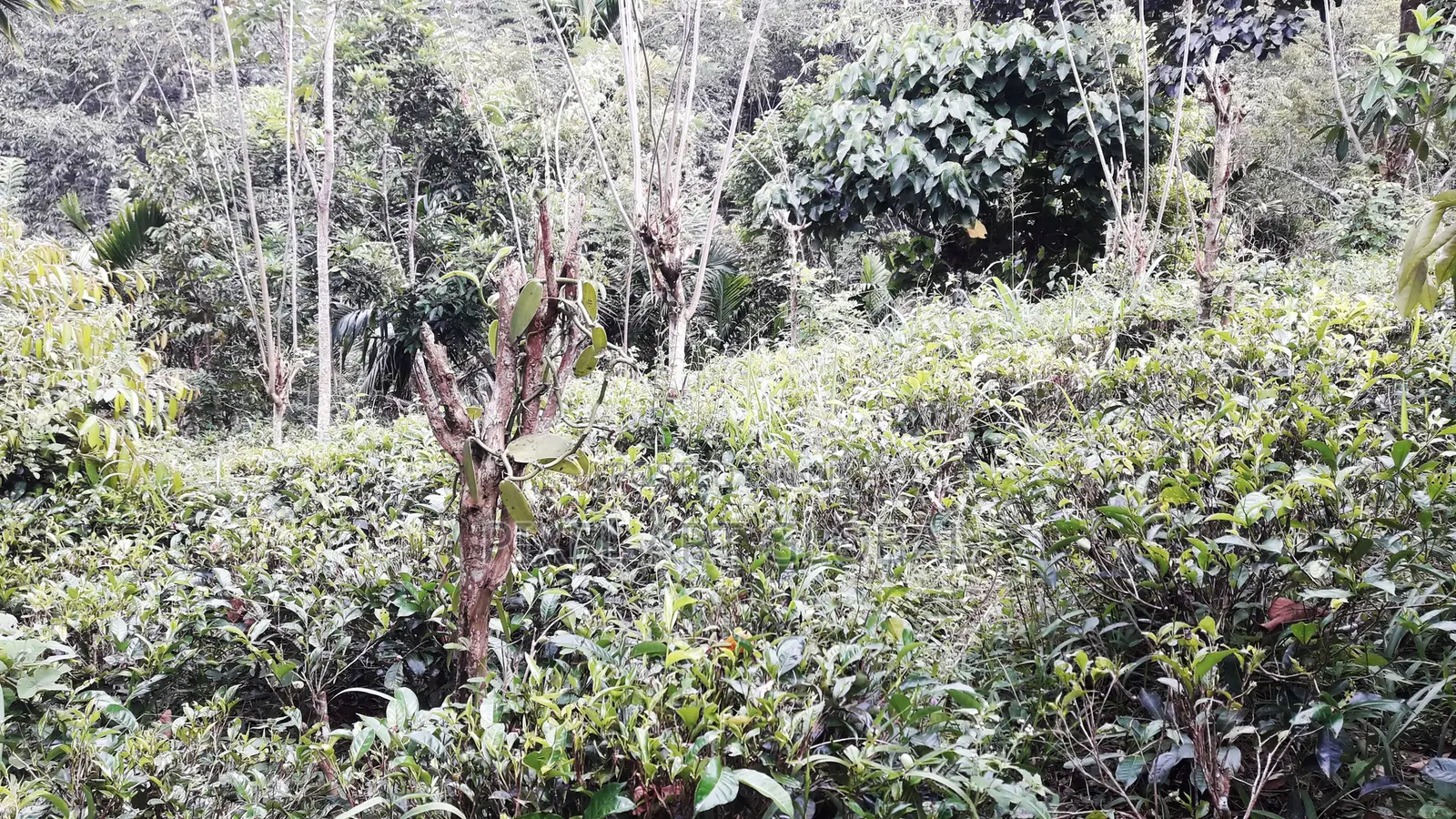 Land for Sale Ethgala Gampola
