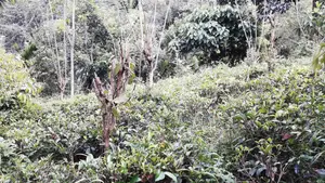 Land for Sale Ethgala Gampola