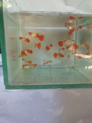 Koi Guppy Available