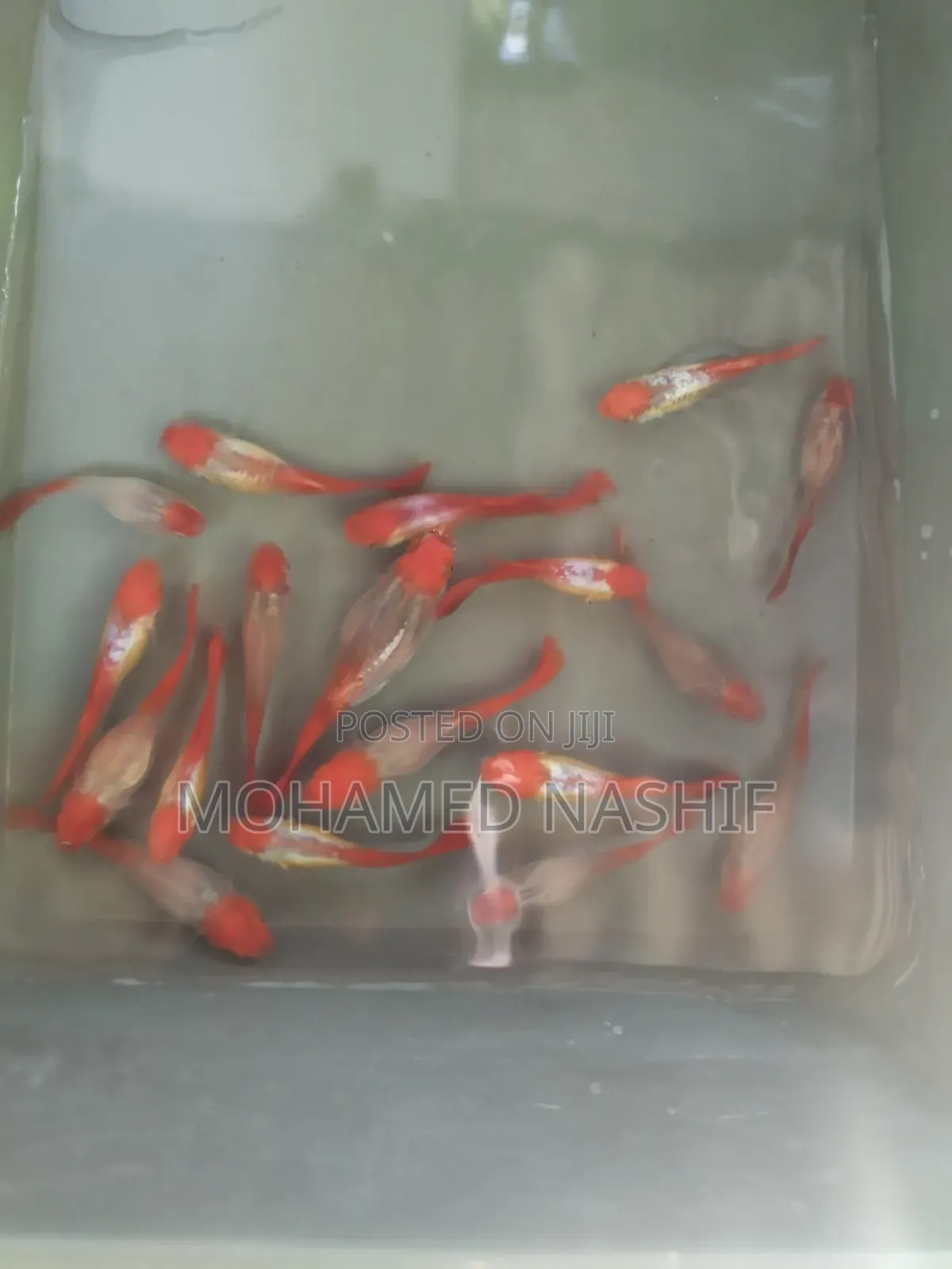 Koi Guppy Available