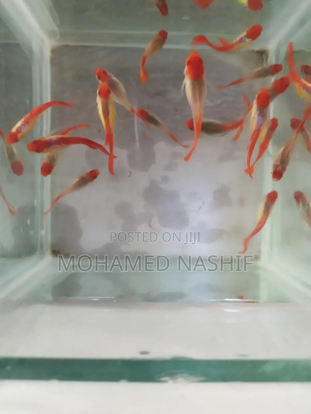 Koi Guppy Available