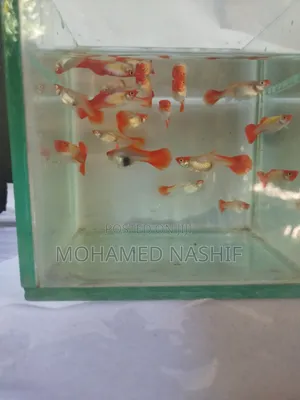 Koi Guppy Available