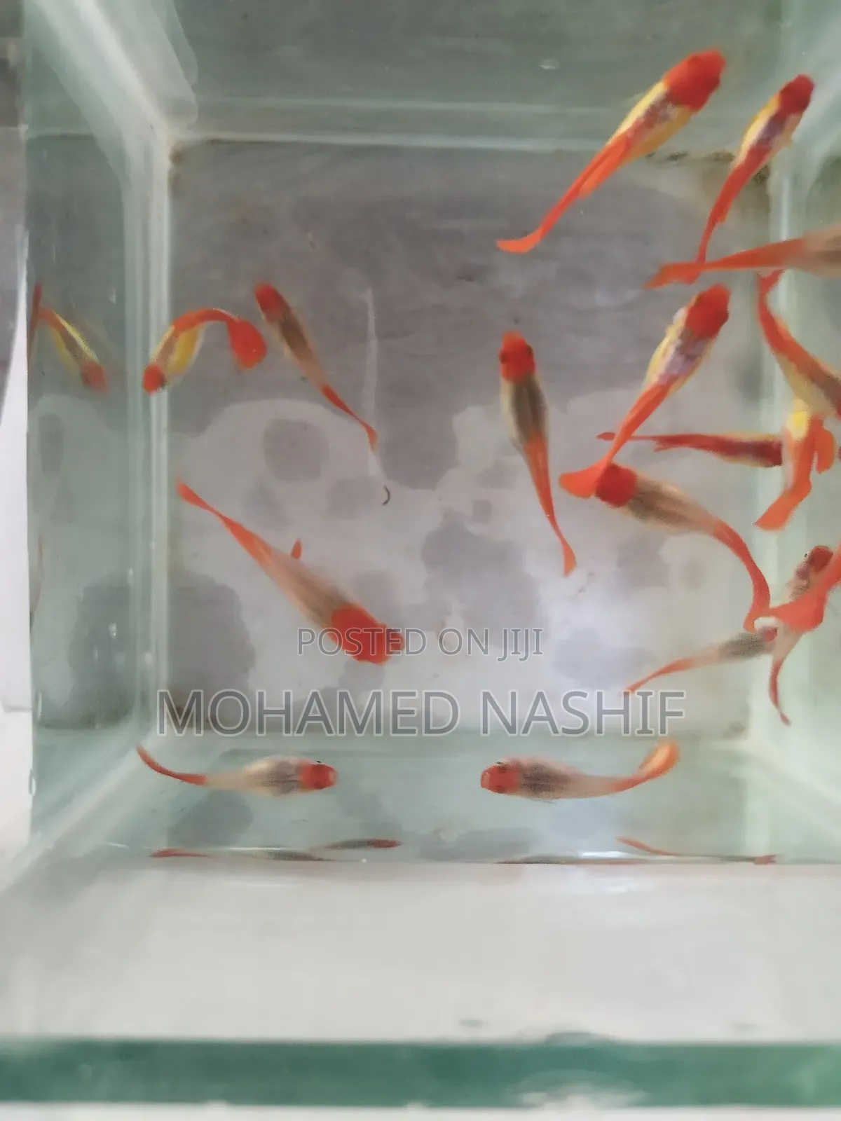 Koi Guppy Available