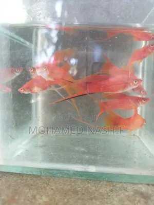 Red Layertail (Swordtail)