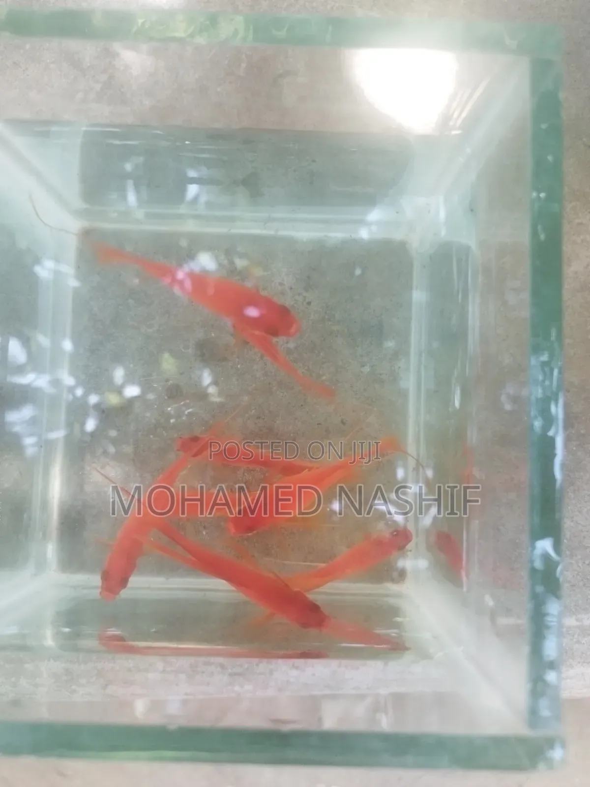 Red Layertail (Swordtail)