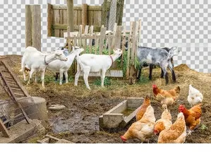 Selling Animals