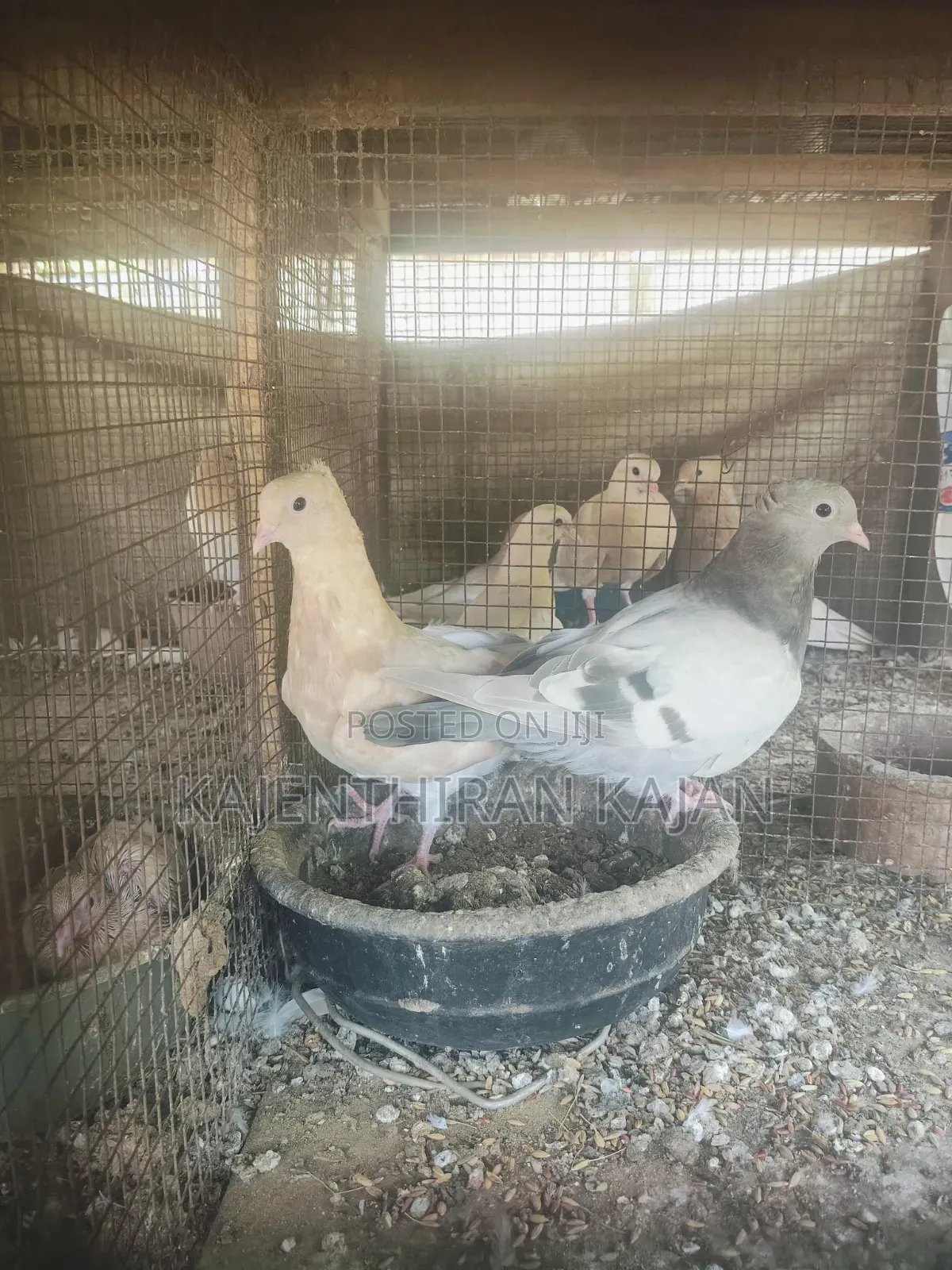 Samar Silver Bird's