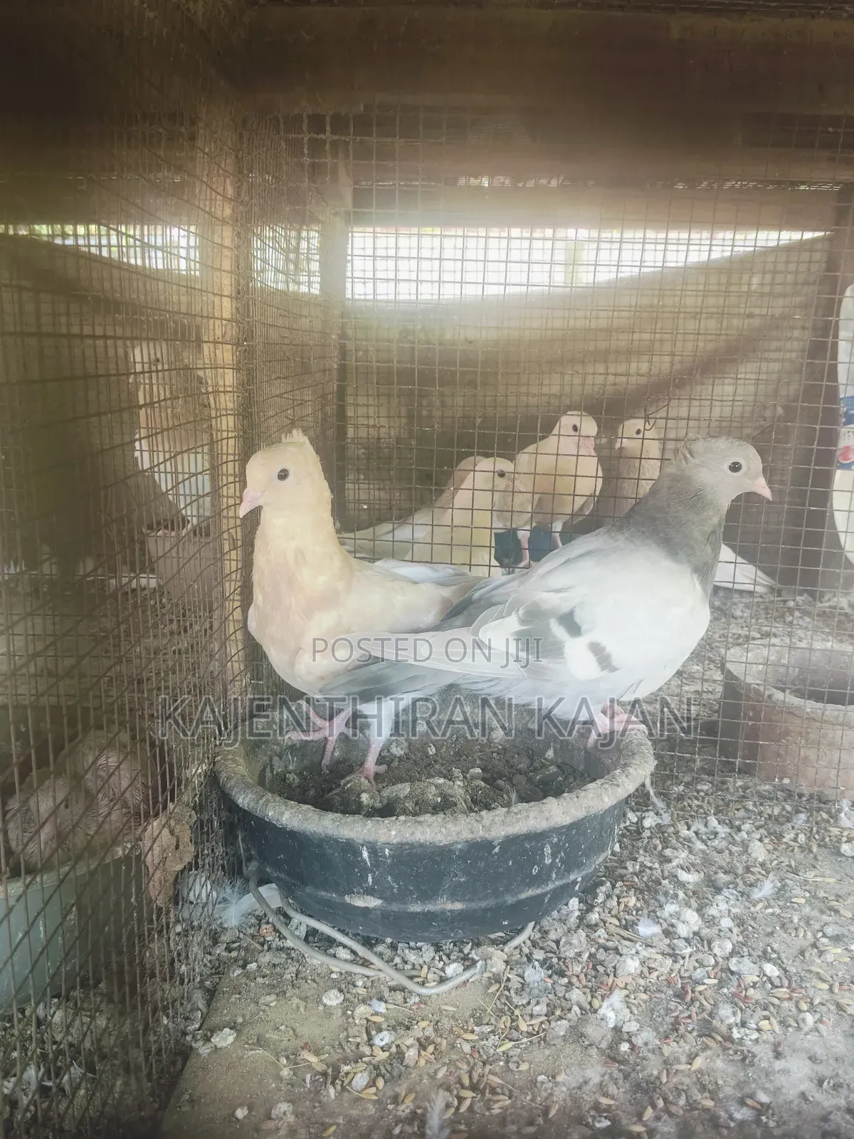 Samar Silver Bird's