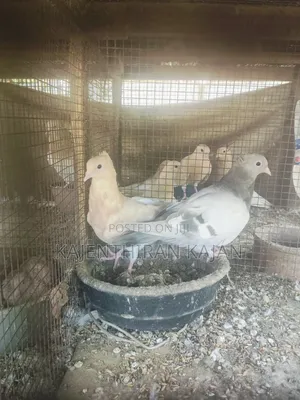 Samar Silver Bird's