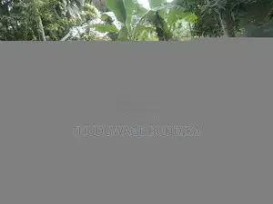 Kubota K75 1998 Tractor (Used)