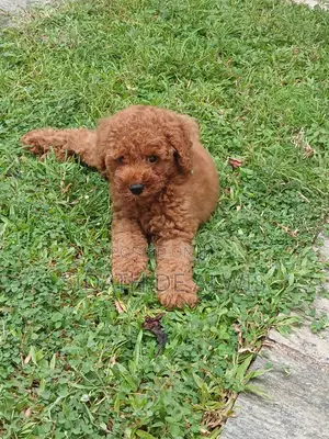 1-3 months Male Purebred Poodle