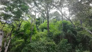 Land for sale in Haputhale / SA 13156
