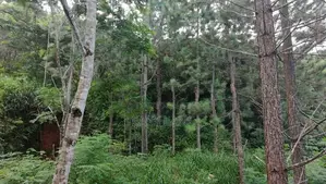 Land for sale in Haputhale / SA 13156