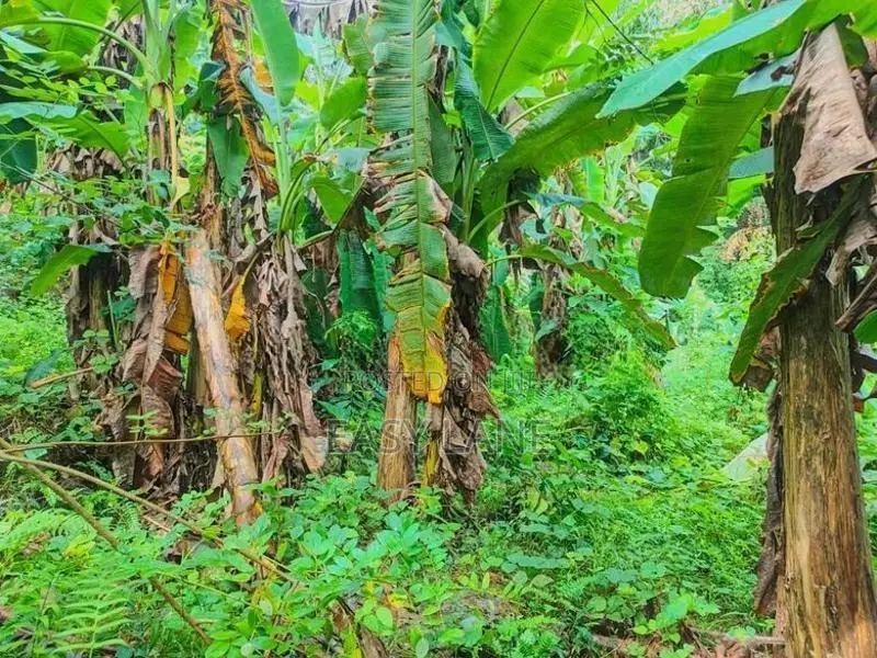 Land for sale in gonagaldeniya / SA 13750