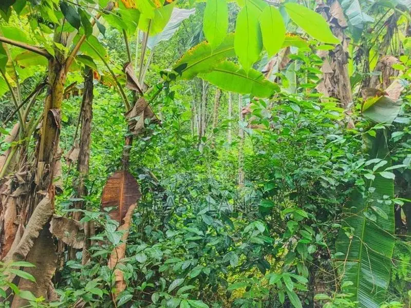Land for sale in gonagaldeniya / SA 13750