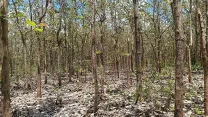 Land for sale in Anuradhapura / SA 12652