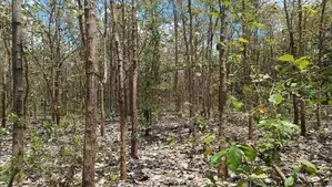 Land for sale in Anuradhapura / SA 12652