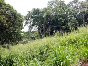 Near University of Peradeniya Land