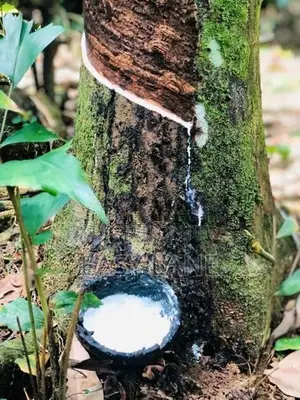සුන්දර දිය පාරකට මායිම් අක්කර 2.5 ක ඉඩමක් / SA 14099