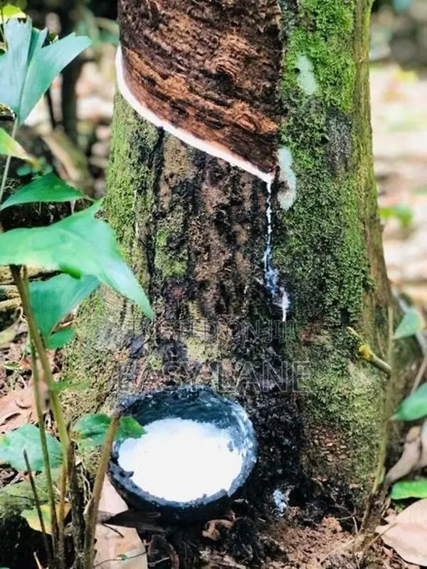 සුන්දර දිය පාරකට මායිම් අක්කර 2.5 ක ඉඩමක් / SA 14099