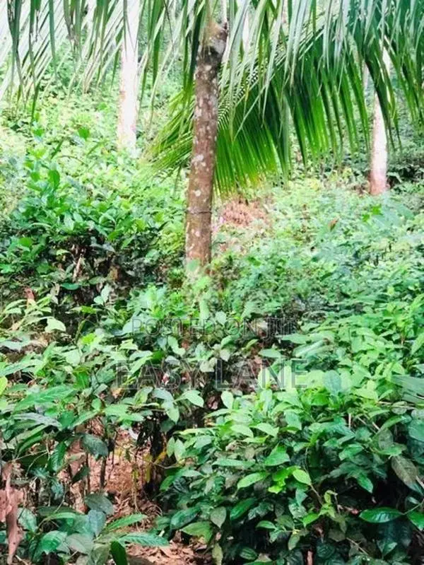 සුන්දර දිය පාරකට මායිම් අක්කර 2.5 ක ඉඩමක් / SA 14099