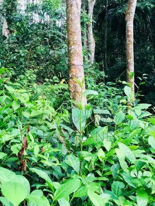 සුන්දර දිය පාරකට මායිම් අක්කර 2.5 ක ඉඩමක් / SA 14099