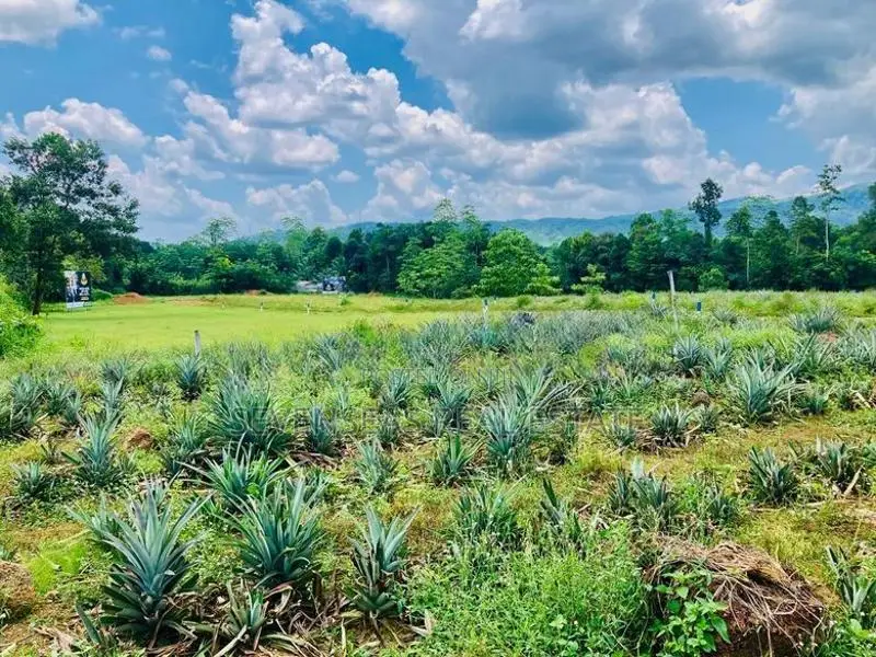 Commercial Land Sale in Eheliyagoda
