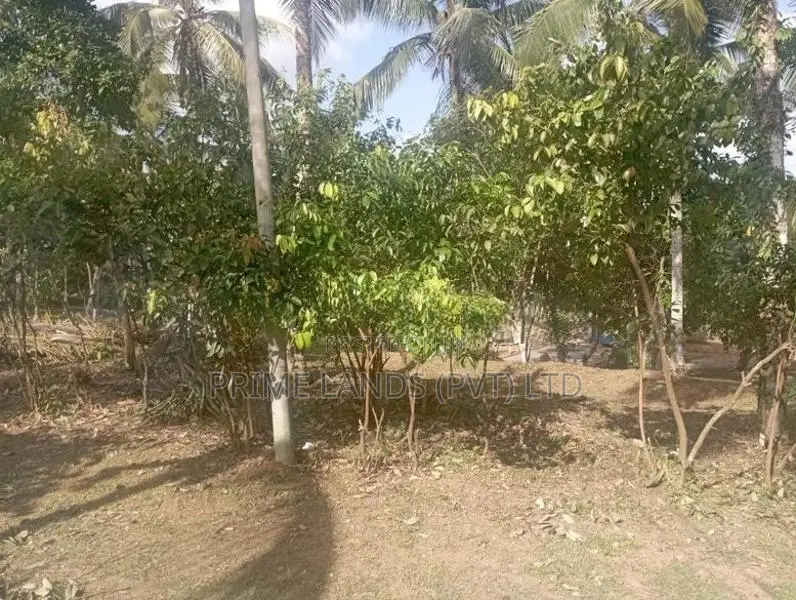 පොල් වගාවක් සහිත හොඳම ඉඩම