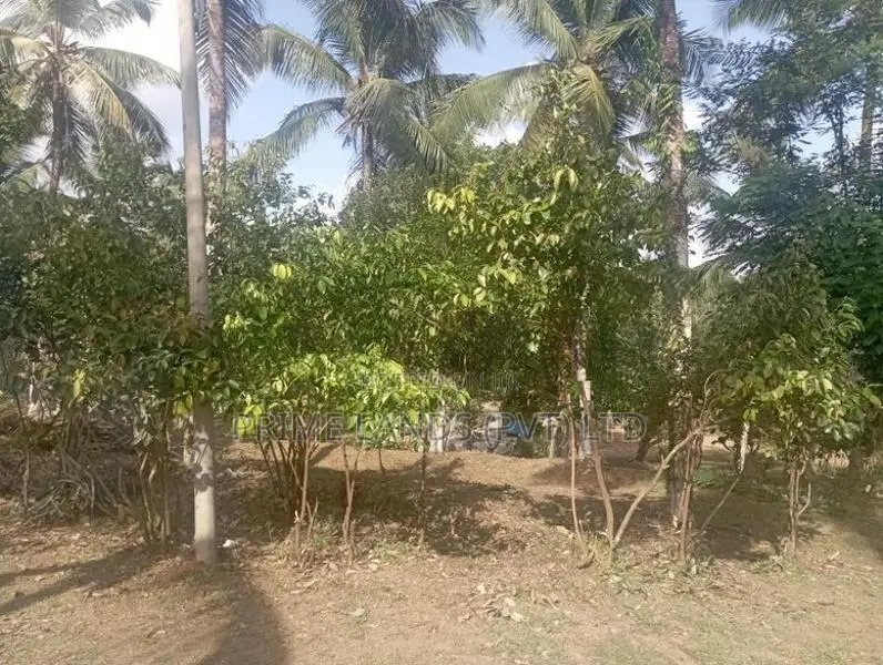 පොල් වගාවක් සහිත හොඳම ඉඩම