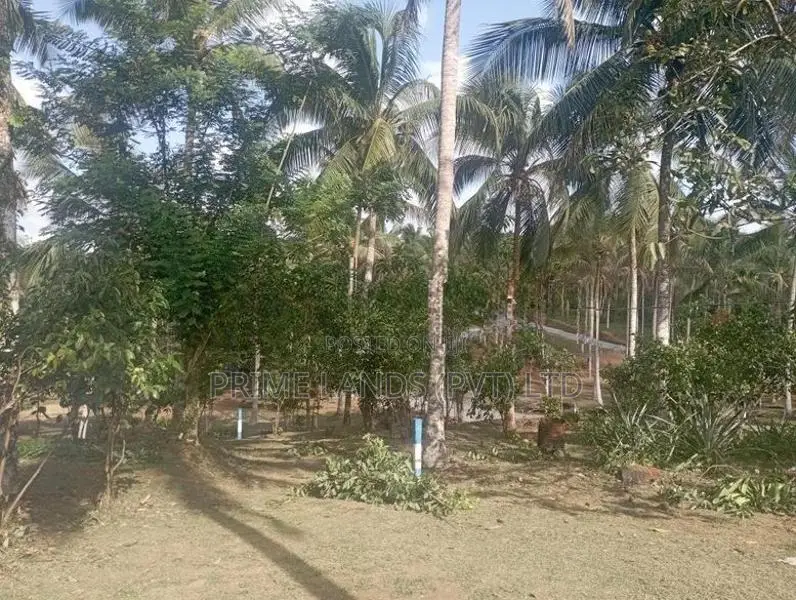 පොල් වගාවක් සහිත හොඳම ඉඩම