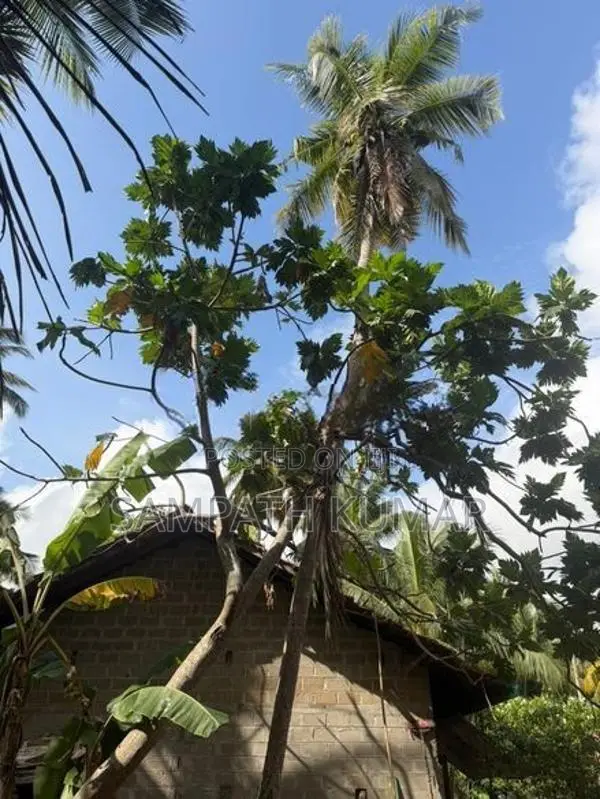 Land for Sale Madampe Town