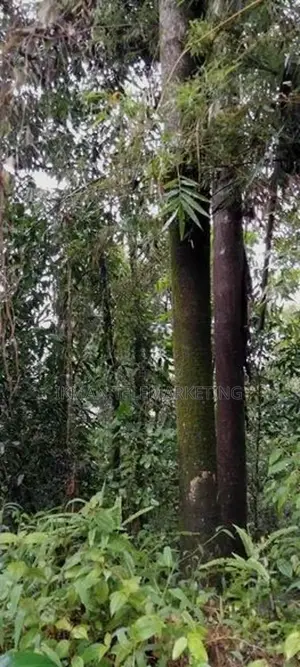 Mountain Land for Sale – Lakshapana