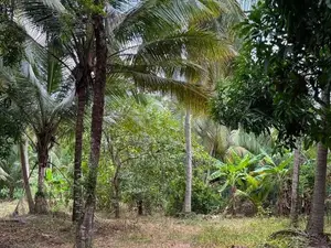 Land For Sale Wariyapola