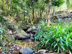 කැලයක් මැද දිය පාරකට මායිම්ව අක්කර බාගයක් සමඟ අඩක් නිම කල විලා එකක්