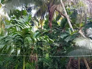 Land for Sale in Kurunegala, Mawathagama