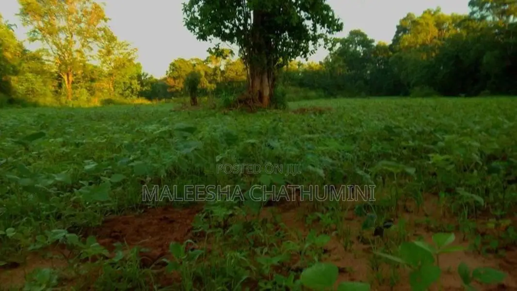 Land For Sale In Wellawaya, Ethiliwewa