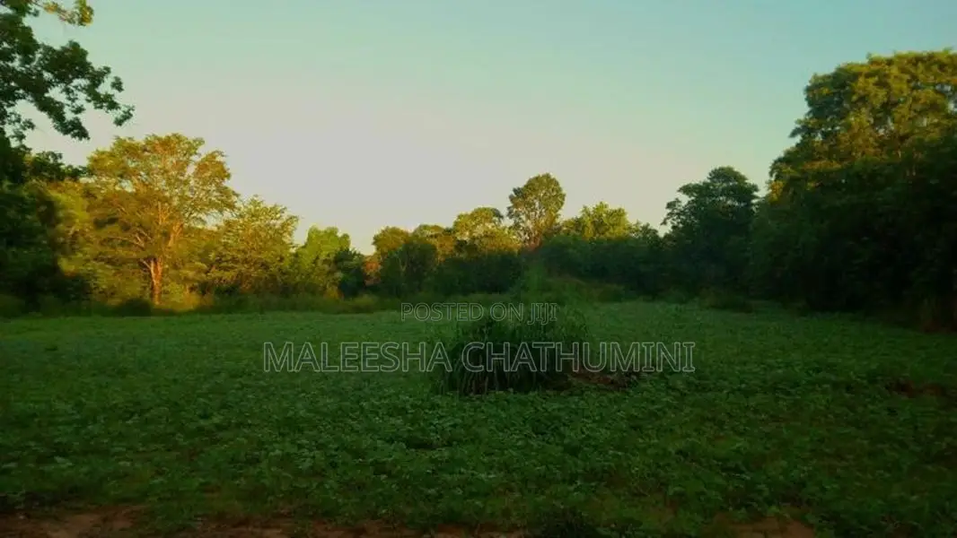 Land For Sale In Wellawaya, Ethiliwewa