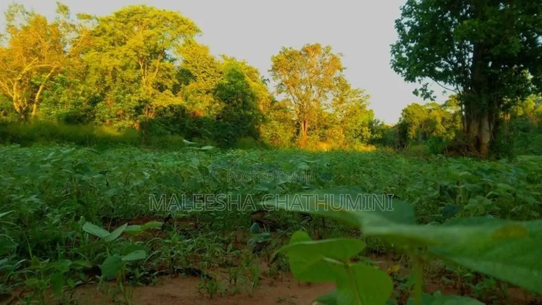 Land For Sale In Wellawaya, Ethiliwewa