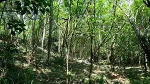 Prime Hillside Land with River Frontage Sabaragamuwa