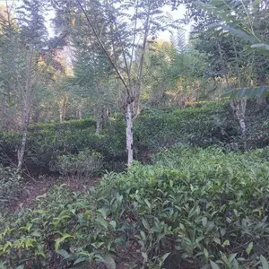 Land for Sale බණ්ඩාරවෙල