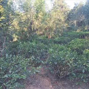 Land for Sale බණ්ඩාරවෙල