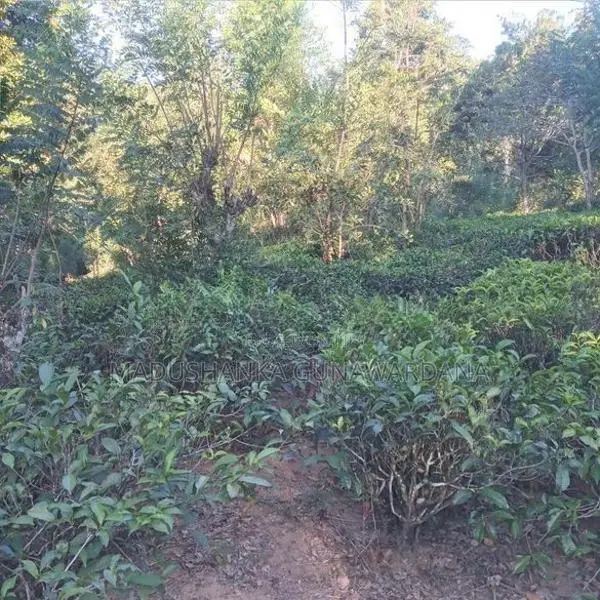Land for Sale බණ්ඩාරවෙල