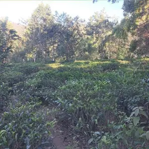 Land for Sale බණ්ඩාරවෙල