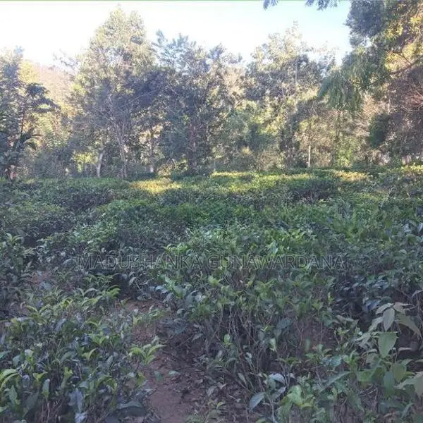 Land for Sale බණ්ඩාරවෙල