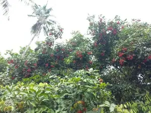 නේවාසික බිම් කොටස් විකිණීම ආට්ගල