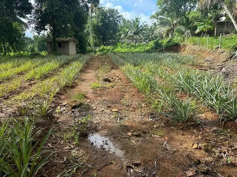 82 Perch Land For Sale Near Dimo Junction Biyagama(LA-GAMBG-159)